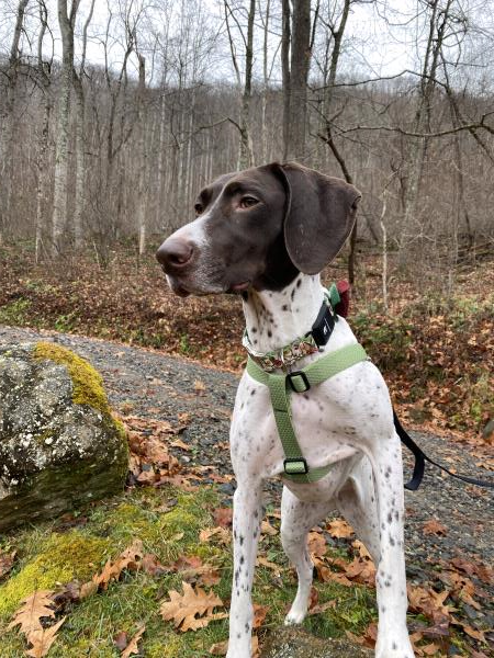 /Images/uploads/Southeast German Shorthaired Pointer Rescue/segspcalendarcontest/entries/33579.jpg